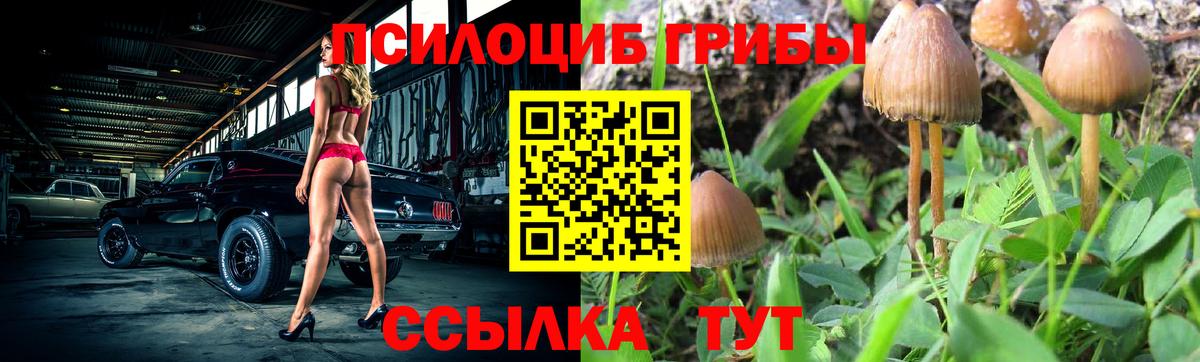 Галлюциногенные грибы Psilocybe Фролово